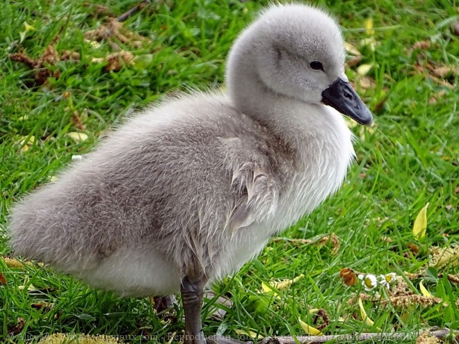 Photo de Cygne