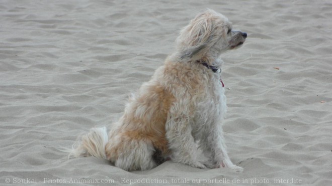 Photo de Chien chinois  crte  poil vaporeux et houppette