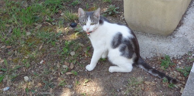 Photo de Chat domestique