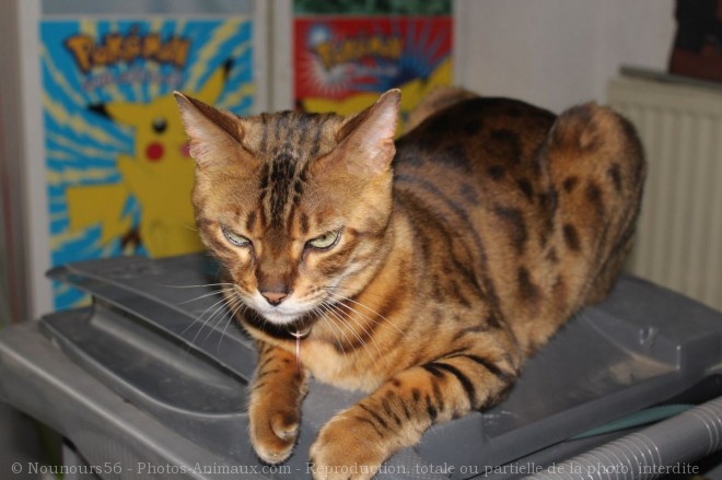 Photo de Bengal