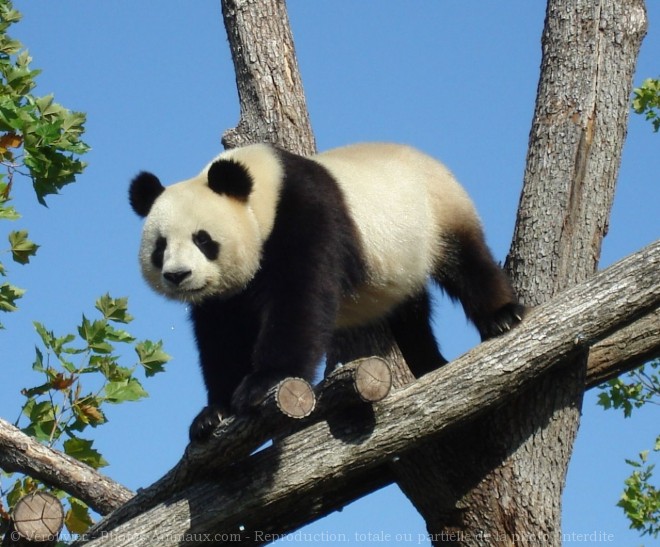 Photo de Panda