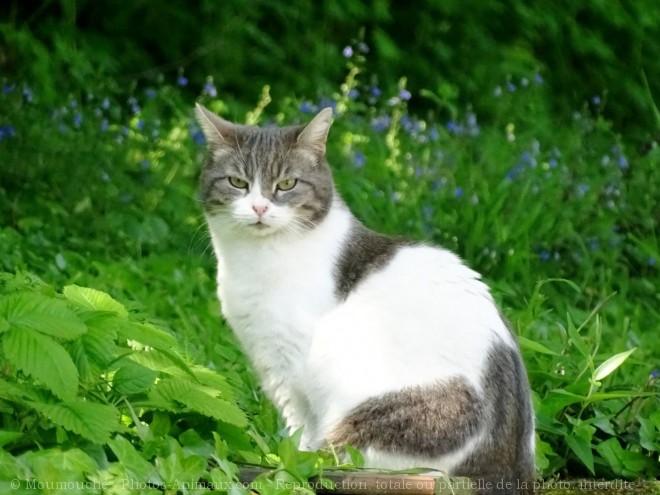 Photo de Chat domestique