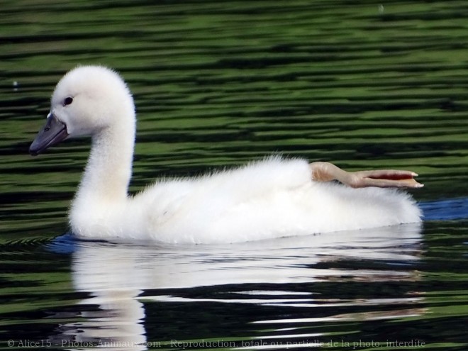 Photo de Cygne