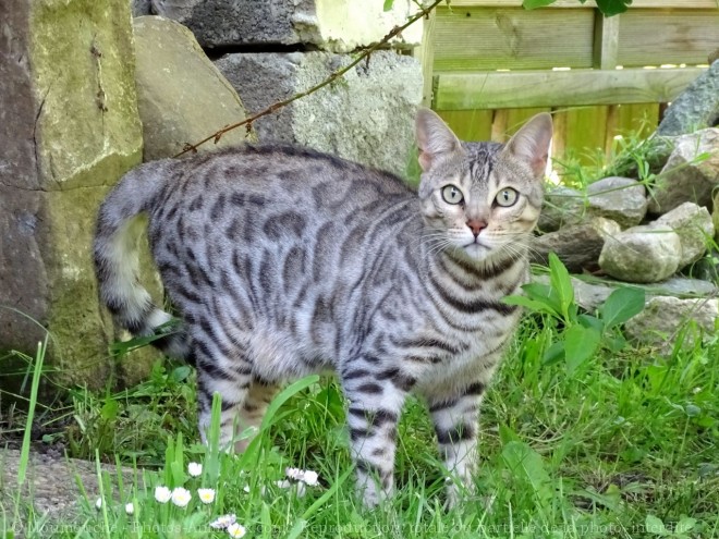 Photo de Bengal