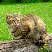 Photo de Chat domestique