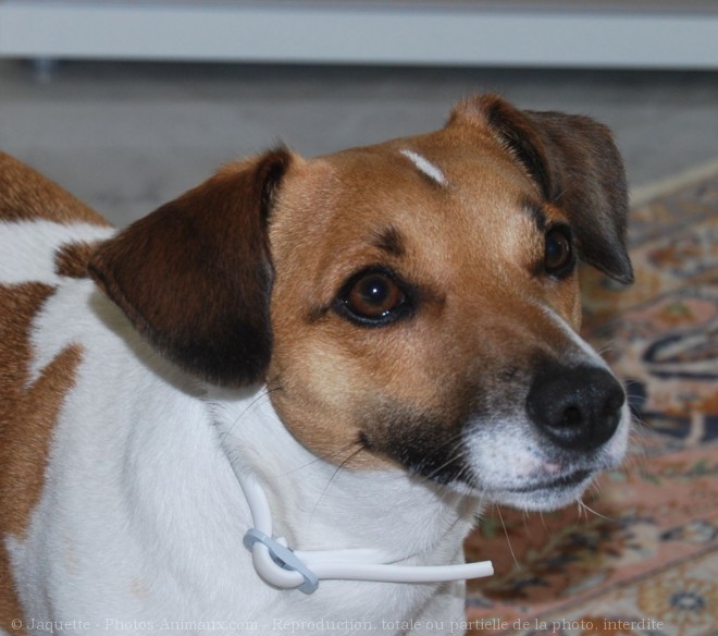 Photo de Jack russell terrier