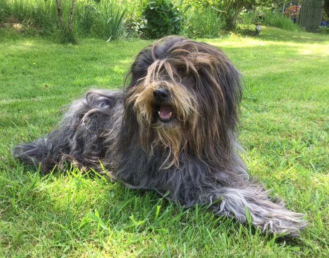 Photo de Bearded collie