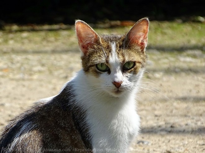 Photo de Chat domestique