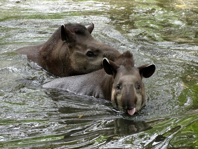 Photo de Tapir