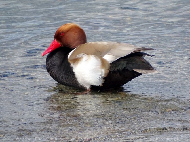 Photo de Canard nette rousse