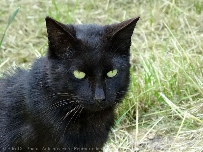 Photo de Chat domestique