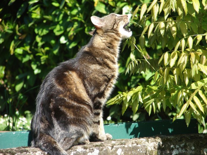 Photo de Chat domestique