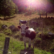 Toutes les photos d'animaux de la ferme