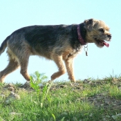 Photo de Border terrier