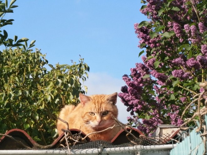 Photo de Chat domestique