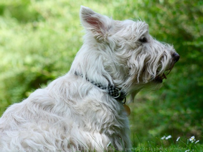 Photo de Scottish terrier