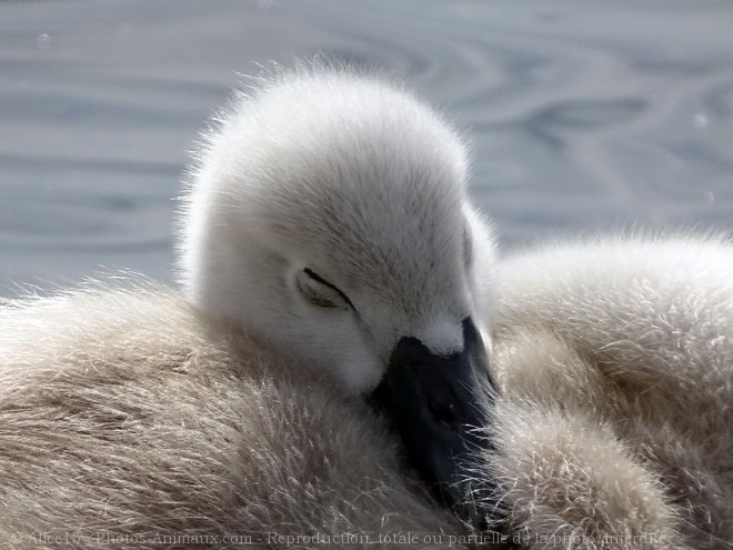 Photo de Cygne