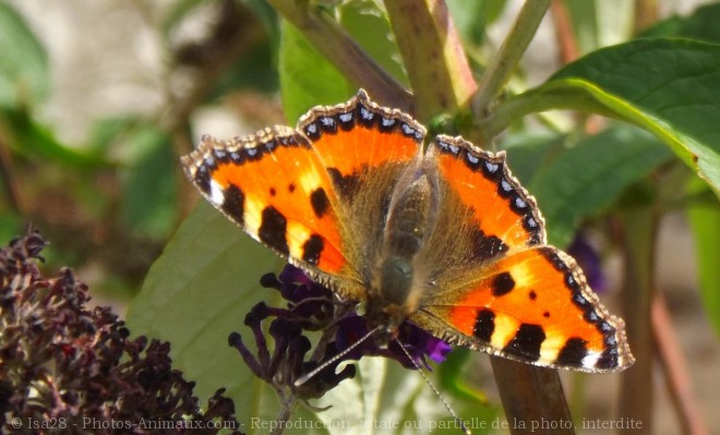 Photo de Papillon - paon du jour