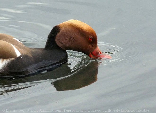 Photo de Canard nette rousse