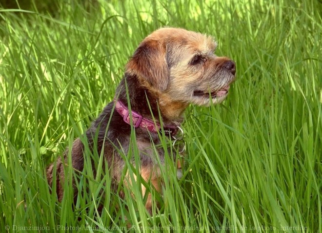 Photo de Border terrier