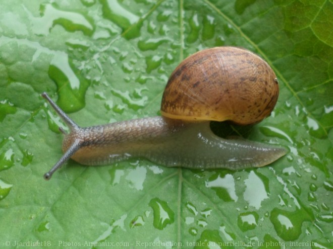 Photo d'Escargot