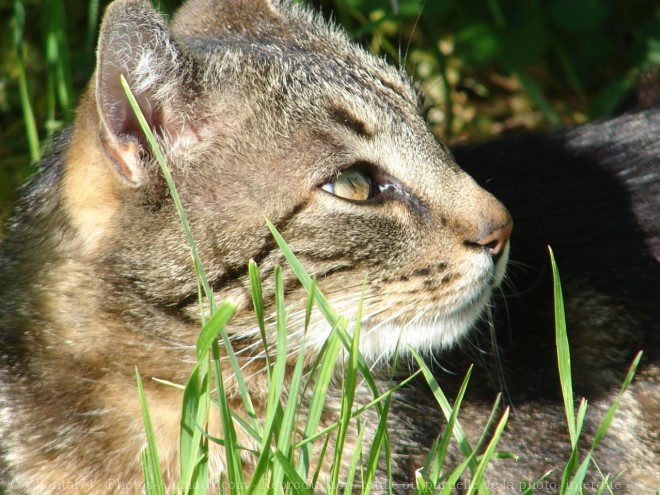 Photo de Chat domestique