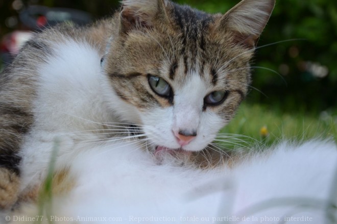 Photo de Chat domestique