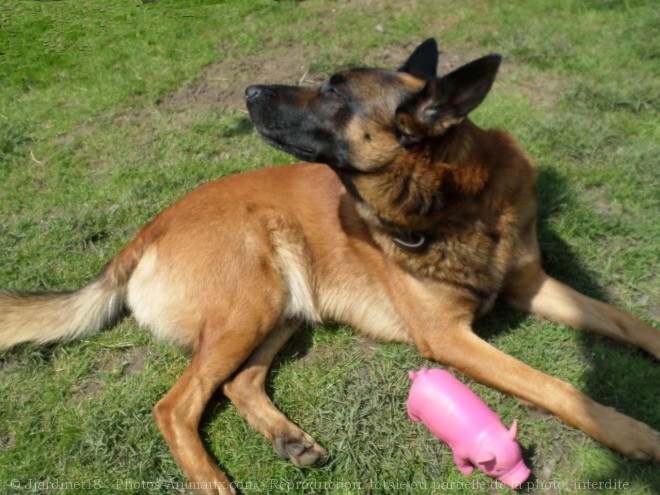 Photo de Berger belge malinois