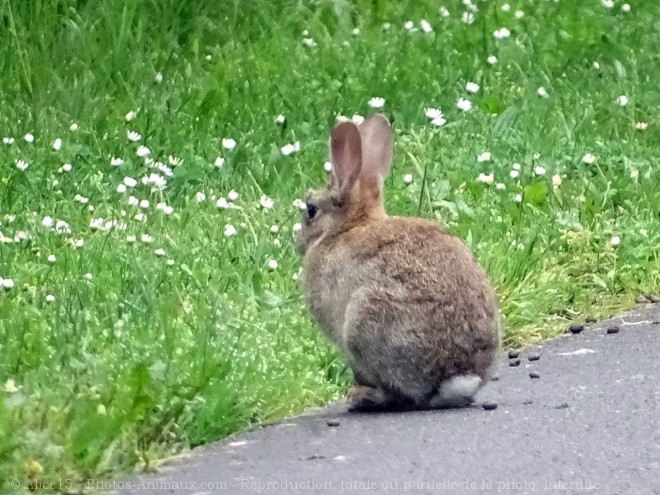 Photo de Lapin