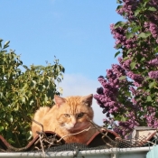 Photo de Chat domestique