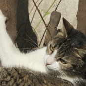 Photo de Chat domestique