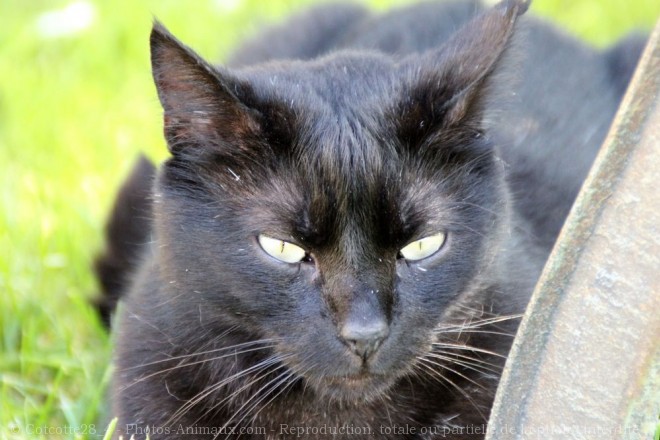 Photo de Chat domestique