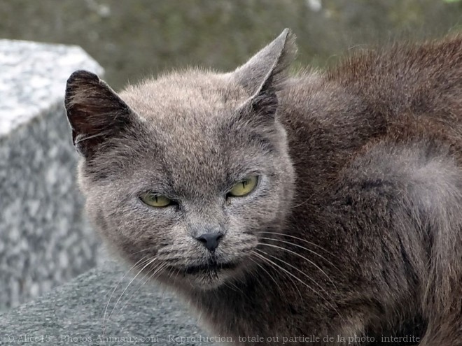 Photo de Chat domestique