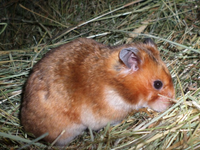 Photo de Hamster