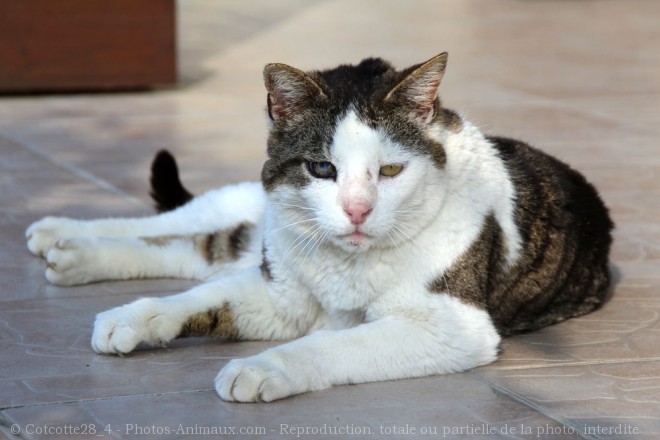 Photo de Chat domestique