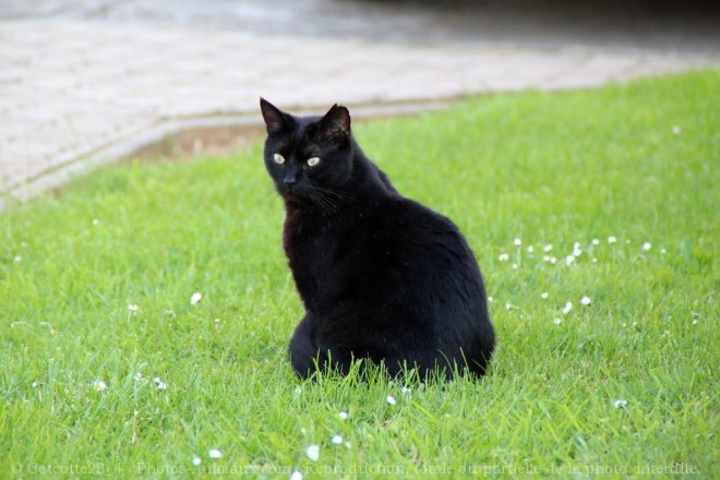 Photo de Chat domestique