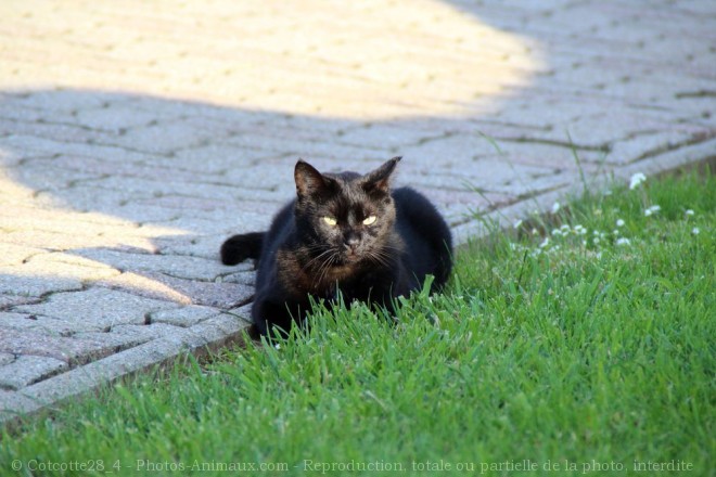 Photo de Chat domestique