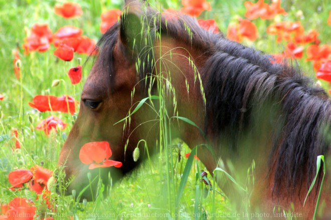 Photo de Poney (toutes races)