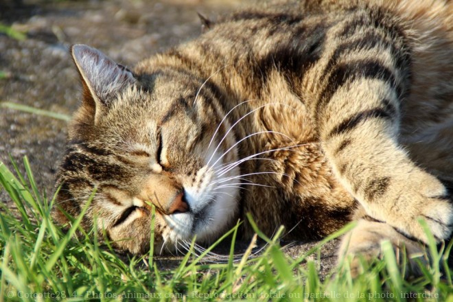 Photo de Chat domestique