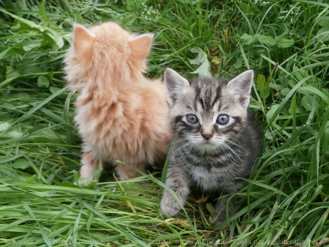 Photo de Chat domestique