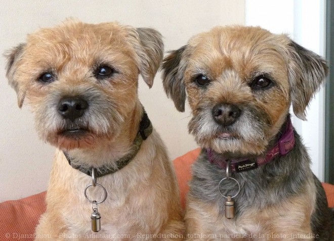 Photo de Border terrier