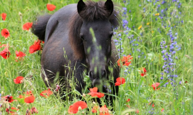 Photo de Poney (toutes races)