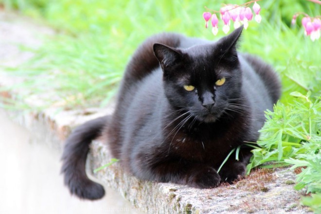 Photo de Chat domestique