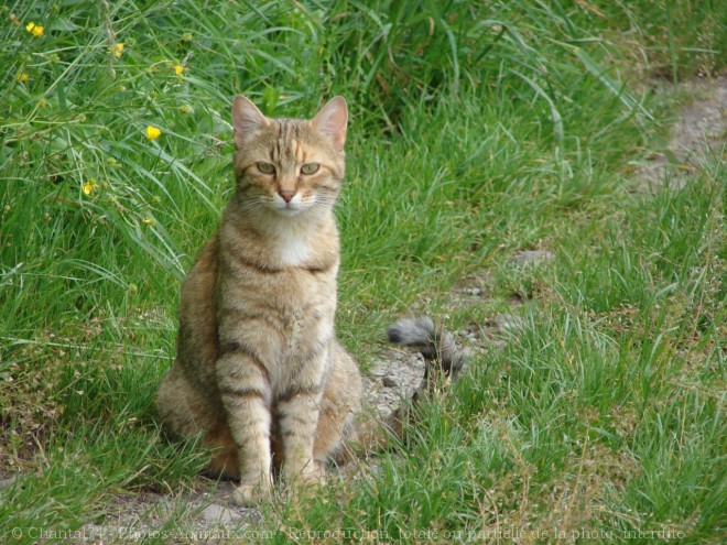 Photo de Chat domestique