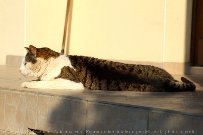 Photo de Chat domestique