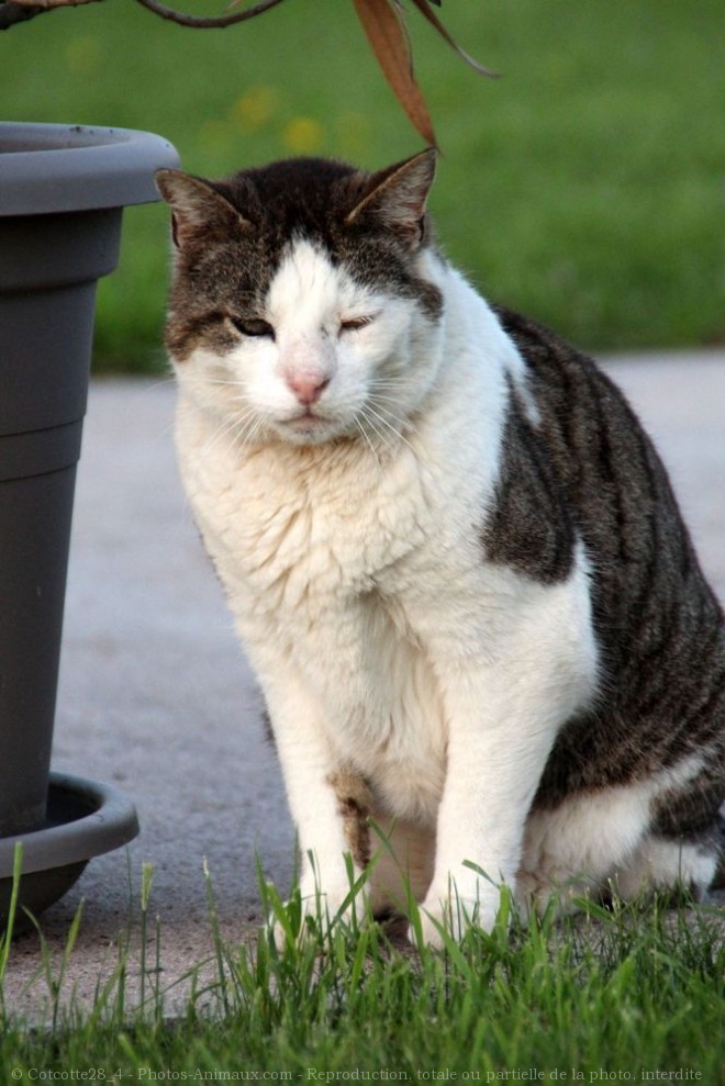 Photo de Chat domestique