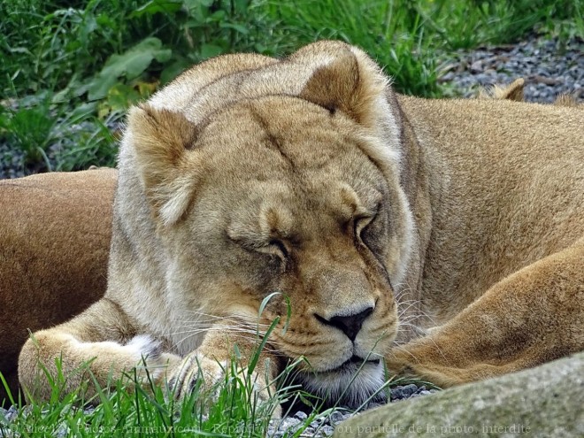 Photo de Lion