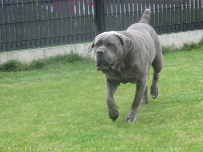 Photo de Chien de cour italien