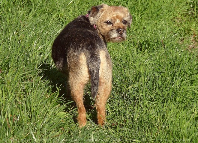 Photo de Border terrier