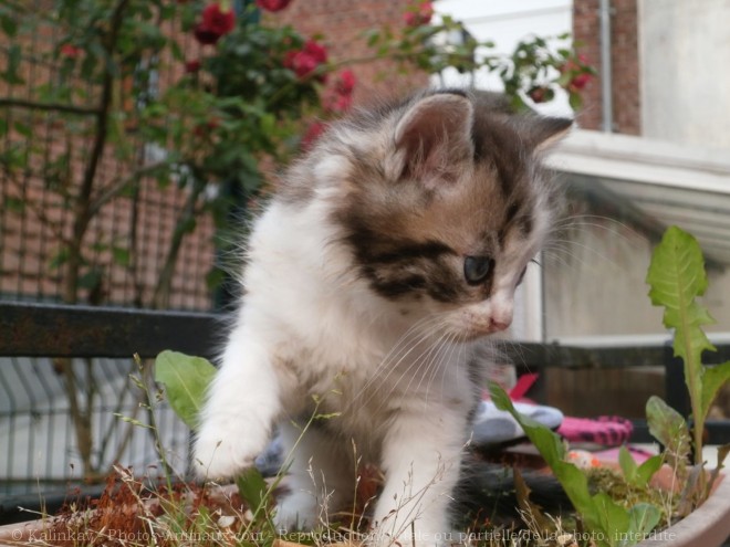 Photo de Chat domestique